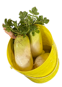 radish